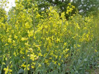 Billede af blomst